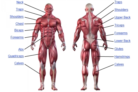 muscle-anatomy-chart